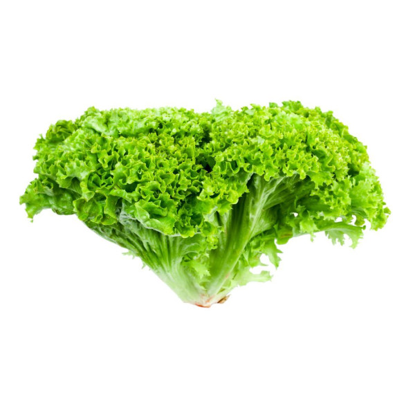 Bionda lettuce